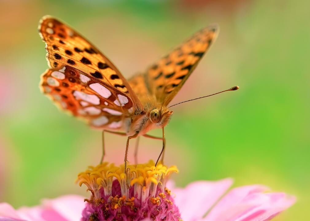 Butterflies and moths: More pollinators at risk